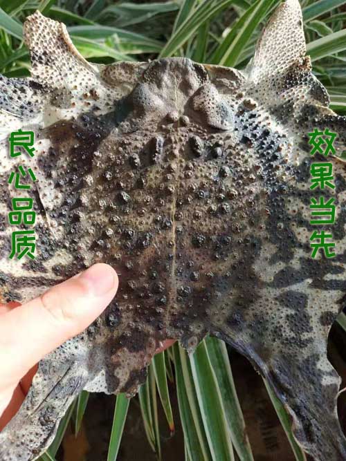 優(yōu)質(zhì)天然蟾蜍皮