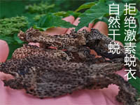 優(yōu)質(zhì)天然濃縮蟾衣